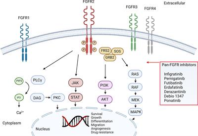 Precision Medicine Targeting FGFR2 Genomic Alterations in Advanced Cholangiocarcinoma: Current State and Future Perspectives